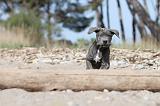 CANE CORSO 480